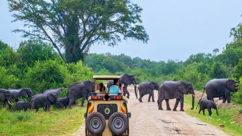 Yala National Park Safari